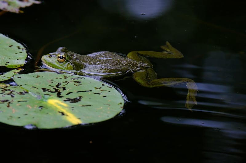 Repurposed toy - Frog